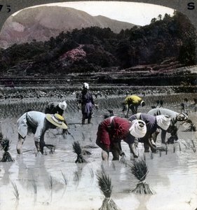 Reis pflanzen in einem Reisfeld, Japan, 1904 von Underwood and Underwood