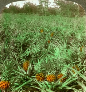 Wo die köstliche Ananas wächst, Florida, USA, 1896 von Underwood and Underwood