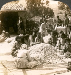 Frauen sortieren große Seidenkokons, Antiochia, Syrien
