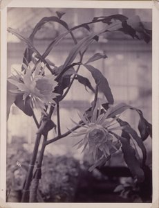 [Nachtblühender Kaktus, in Blüte] von Unidentified