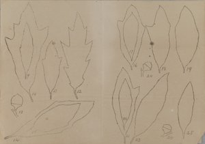 Studie von Blattformen
