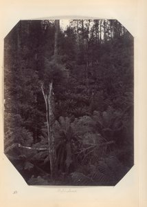Australien - (Victoria und S. Australien) von Unknown