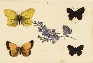 Zitronenfalter, Gonepteryx rhamni 1, Postillon, Colias croceus 2, Brauner Eichen-Zipfelfalter, Thecla betulae 3, Meleagers Bläuling, Polyommatus daphnis 4, und Pflaumen-Zipfelfalter, Satyrium pruni 5