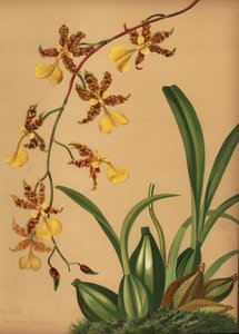 Tanzende Dame-Orchidee, Oncidium tigrinum (Oncidium barkerii)