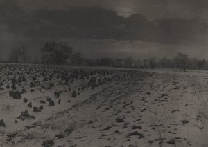 Kohlfeld unter Schnee