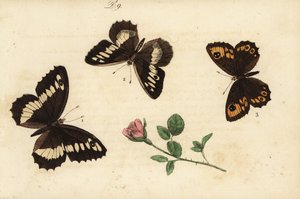 Weißer Waldportier, Brintesia circe 1, Einsiedler, Chazara briseis 2, und Mauerfuchs, Lasiommata maera 3 von Unknown