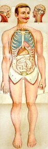 Menschliches Anatomie-Ausklappmodell, ca. 1895 von Unknown