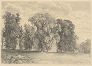 Wiese und Bäume