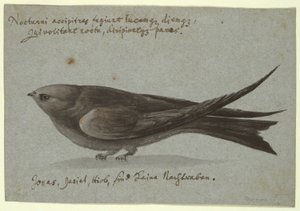 Nachtschwalbe
