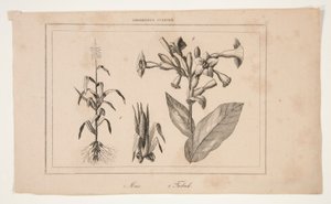 Unbetitelt (Studie der amerikanischen Landwirtschaft) von Unknown