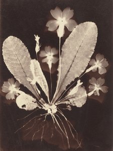 Botanisches Fotogramm