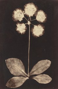 Botanisches Fotogramm