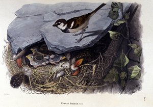 Tafel mit einem Spatz in der Nähe seines Nestes