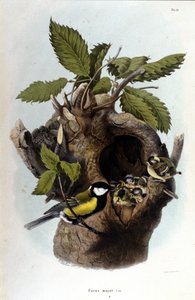 Tafel mit Darstellung eines Sperlings in der Nähe seines Nestes