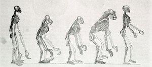 Vergleichende Studie der Skelette von Mensch und Affen: Gibbon, Orang-Utan, Schimpanse und Gorilla
