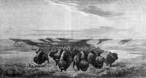 Eine riesige Büffelherde überquert die Wiese im Missouri-Tal von Unknown artist