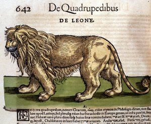 Ein Löwe nach „Historia Animalium“ von Conrad Gesner, Tiguri