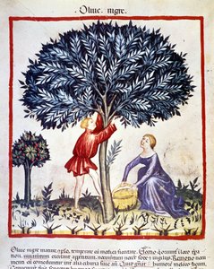 Ein Mann klettert auf einen Olivenbaum, um schwarze Oliven zu pflücken. Illumination aus dem Buch der Medizin und Diätetik „Tacuinum sanitatis“ von Unknown artist