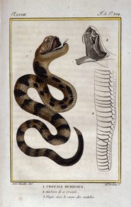 Eine Klapperschlange. Tafel aus einem Naturgeschichtswerk von Georges Louis Leclerc, Graf von Buffon (1707 - 1788). 19. Jahrhundert