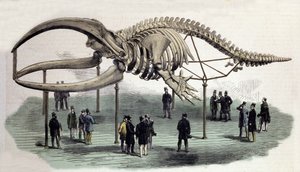 Ein Walskelett am Royal College of Surgeons in London. Gravur des 19. Jahrhunderts von Unknown artist