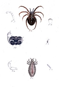 Eine Spinne und eine Laus. Naturgeschichtstafel, 19. Jahrhundert von Unknown artist