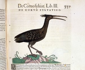 Ein wilder Rabe aus der Historia Animalium von Conrad Gesner, Tiguri 1560. Biblioteca nazionale Braidense. Mailand