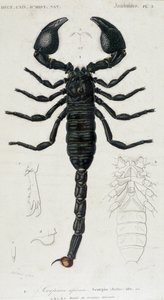Afrikanischer Skorpion - Naturgeschichtstafel von Unknown artist