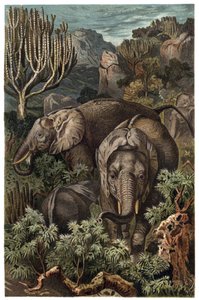 Afrikanischer Elefant (Loxodonta) - Afrikanischer Elefant (Loxodonta) - Gravur aus „Brehms Tierleben“ von Alfred Edmund Brehm (1829-1884) von Unknown artist