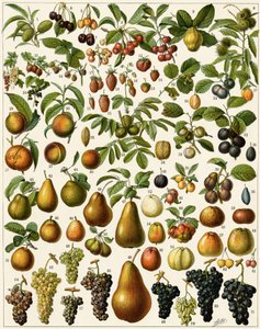 Landwirtschaft: Botanische Tafel mit essbaren Früchten (Kirsche, Himbeere, Erdbeere, Blaubeere, Pfirsich, Aprikose, Nüsse, Trauben, Birne, Haselnuss, Feige, Apfel, Pflaume...)