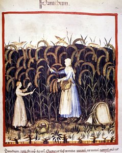 Landwirtschaft. Recolle Panik (Getreide). Illumination aus der Milch der Medizin und Diätetik „Tacuinum sanitatis“