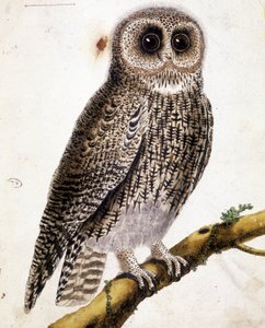 Eine Eule von Unknown artist