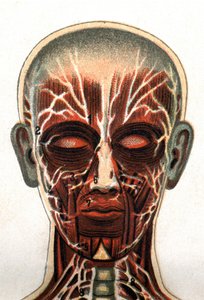Anatomie: Querschnitt des menschlichen Schädels, von vorne gesehen, Darstellung des Muskelsystems. In „Die neue natürliche Heilung“ von F.E. Bilz. 1898. von Unknown artist