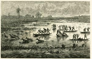 Antilopenjagd, jährliche Jagd während der Migration, Antilopen, die im Flusswasser verlangsamt werden, werden von Marutse-Kriegern geschlachtet, die sie im Gleichgewicht auf Kanus verfolgen. Gravur, um die Geschichte „Im Land der Marutses“ zu illustrieren, von Unknown artist