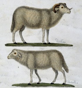 Widder und Schafe