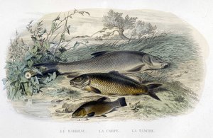 Barbeau, Karpfen und Schleie - in "Histoire naturelle" von Lacépède, T.II, ed. Furne et Cie, Paris