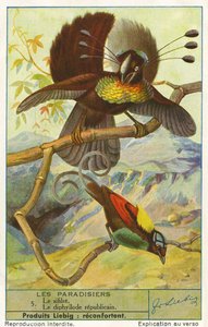 Paradiesvogel
