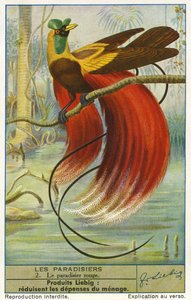 Paradiesvogel