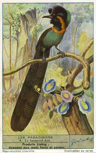 Paradiesvogel von Unknown artist