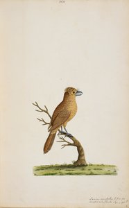 Vogel, möglicherweise eine Art Fliegenschnäpper. Noch nicht identifiziert, vielleicht eine Art Langschwanz-Seidenschnäpper, 