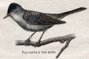 Nützliche Vögel für die Landwirtschaft: Schwarzfuß-Waldsänger von Unknown artist