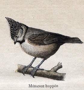 Vögel nützlich für die Landwirtschaft: Haubenmeise von Unknown artist