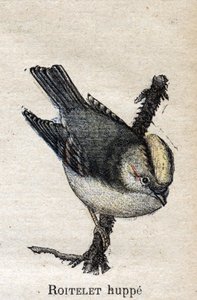 Nützliche Vögel für die Landwirtschaft: Goldhähnchen von Unknown artist