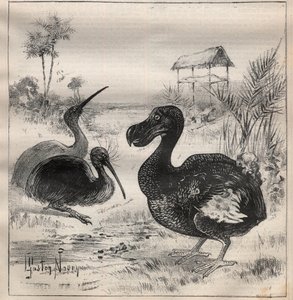 Vögel, die verschwinden: der Dodo und der Apteryx - Gravur in „La Science française“ von Unknown artist
