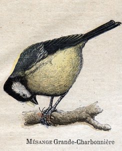 Nützliche Vögel für die Landwirtschaft: Große Meise - Kohlmeise von Unknown artist