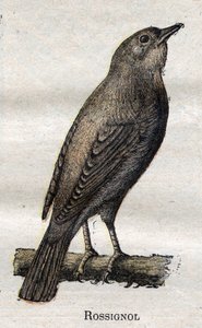 Nützliche Vögel für die Landwirtschaft: Nachtigall von Unknown artist