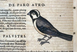 Schwarzer Vogel in Historia Animalium von Conrad Gesner (1516 - 1565), Tiguri