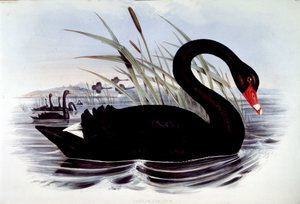 Schwarzer Schwan (Cygnus atratus) - aus J. Goulds „Vögel von Australien“, frühes 19. Jahrhundert von Unknown artist