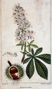 Botanische Tafel - Blumen, Blätter und Früchte des Kastanienbaums von Unknown artist
