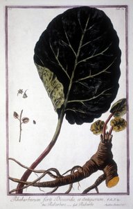 Botanische Tafel: Blatt und Wurzeln des Rhabarbers. Herbarium des 19. Jahrhunderts.