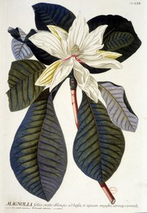 Botanische Tafel: Magnolie, Blume und Zweig von Unknown artist